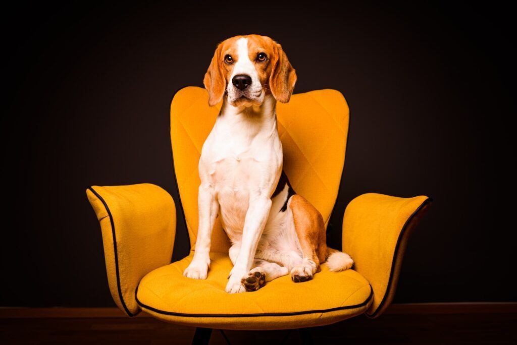 A beagle dog sits on a yellow chair in front of a black background. Cute dog on furniture